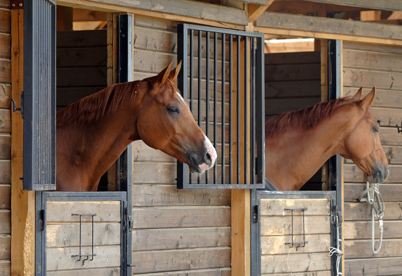 Race Horses in Stables