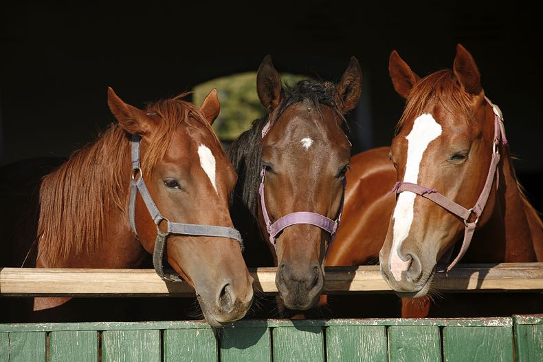 Horses in barn