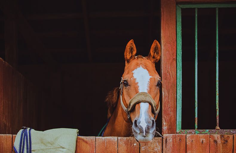 Horse in stable