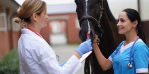 Women vets test horse