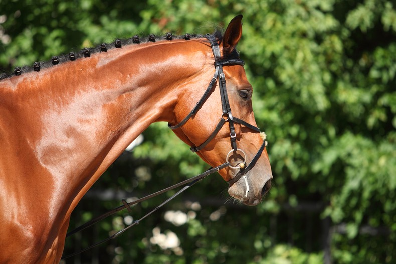 Chestnut Horse Outside Wearing Bridle
